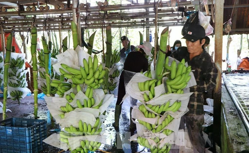 Farmers process bananas before supplying to the market. (Photo: VNA)