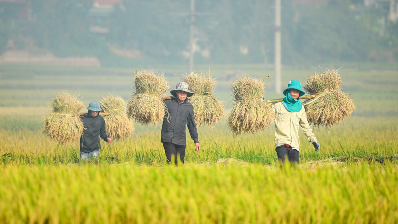 Farmers harvesting rice in Dien Bien Province 