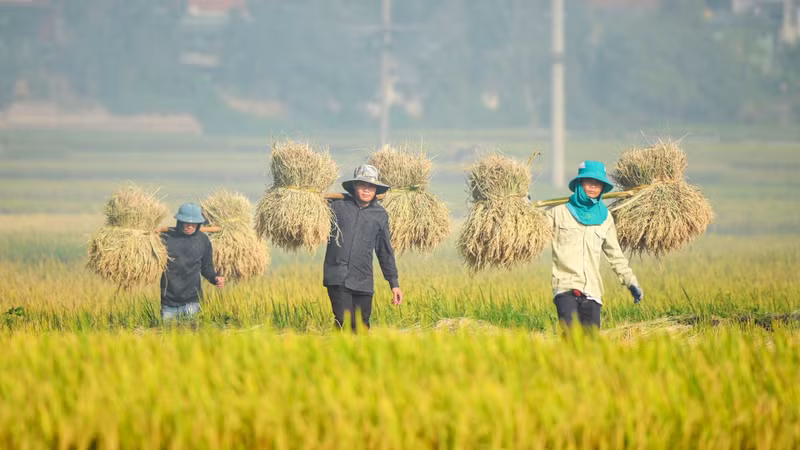 Farmers harvesting rice in Dien Bien Province 
