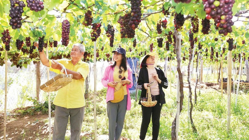 Tourists flock to southern Khanh Hoa vineyards for grape harvests