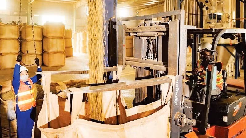 Coffee production at Simexco DakLak Company. (Photo: MINH ANH)