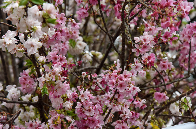 2019 Japanese cherry blossom festival opens in Hanoi ảnh 2