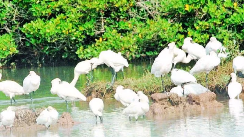 Many rare bird species have chosen Xuan Thuy National Park as a stopover on their migratory journey.