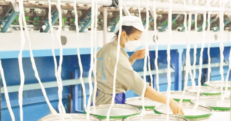 A circular value chain from green ramie developed by Thien Phuoc Ramie Group Joint Stock Company, contributing to the formation of a green raw material source for the textile and garment industry.