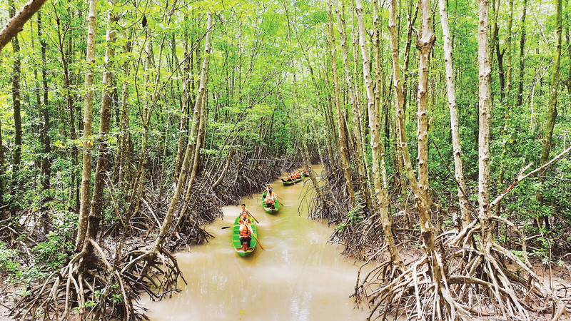 The protective forest at Ca Mau Cape — a “green wall” helping to mitigate the extremity of climate change. (Photo: Photographer Phuong Bang)