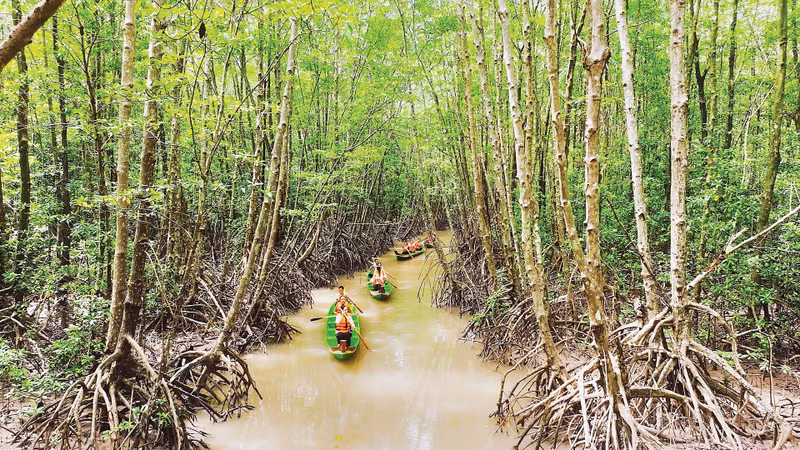The protective forest at Ca Mau Cape — a “green wall” helping to mitigate the extremity of climate change. (Photo: Photographer Phuong Bang)