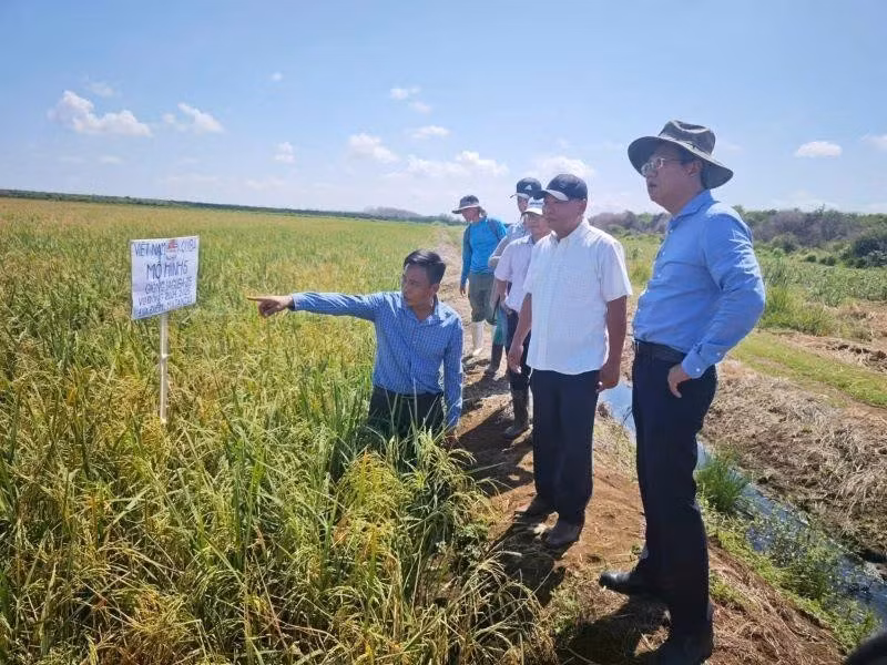 Ambassador Le Quang Long (far right) visits and reviews the implementation results of the Viet Nam–Cuba rice production development project (Phase 5) at José Martí Farm, Calimete District, Matanzas Province. (Photo: Embassy of Viet Nam in Cuba)