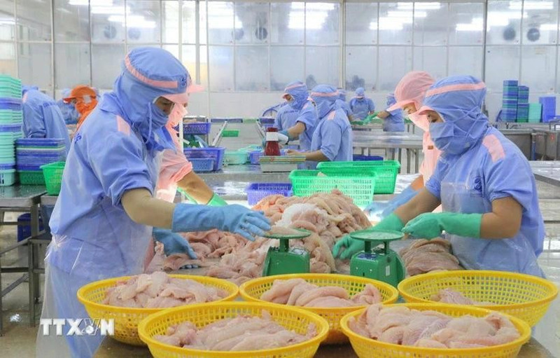 Workers process tra fish for export. (Photo: VNA)