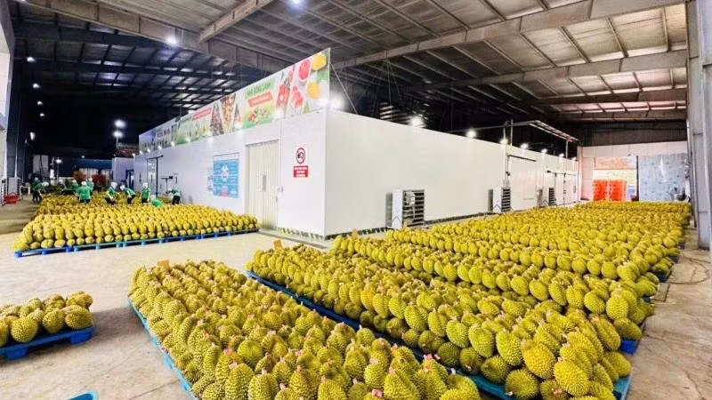 Durian exports recorded strong growth in 2025.