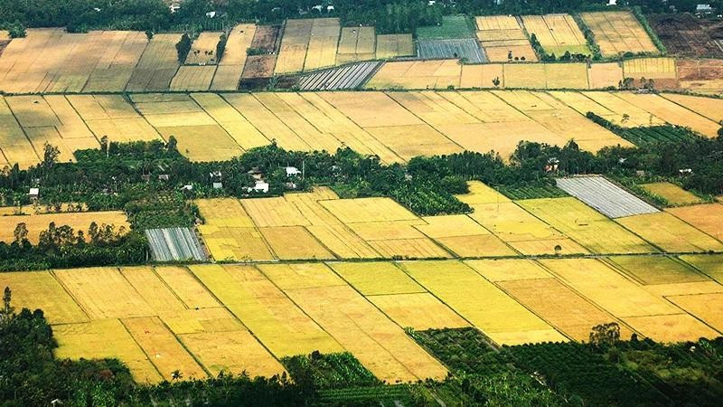 The Mekong Delta’s fields in season.