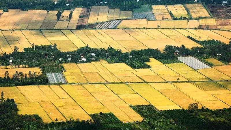 The Mekong Delta’s fields in season.