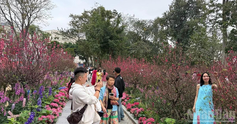 Visitors take photos with peach blossoom by Hoan Kiem Lake.