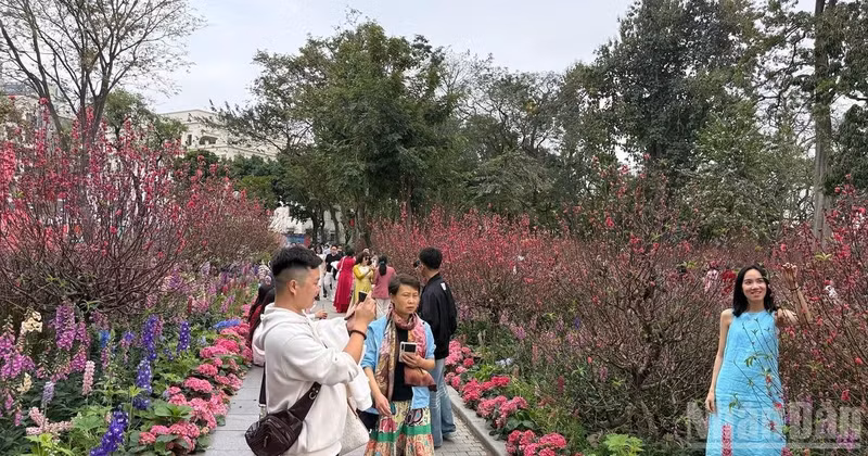 Visitors take photos with peach blossoom by Hoan Kiem Lake.