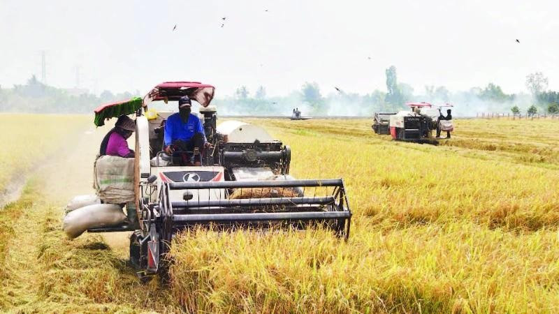 Farmers in My Thanh commune, Dong Thap province harvest the 2025–2026 winter-spring rice crop.