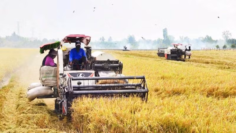 Farmers in My Thanh commune, Dong Thap province harvest the 2025–2026 winter-spring rice crop.