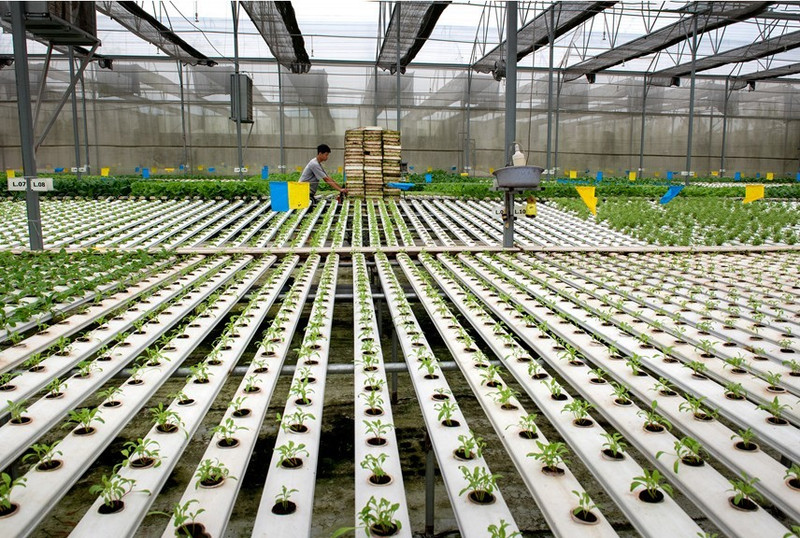 Moving towards low-carbon agriculture is the key for Viet Nam to affirm its position in the global green economy. Photo: Nguyen Thi Thuy Hang