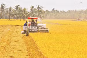 Farmers harvest rice in Vinh Thuan Dong Commune, Can Tho City. (Photo: VNA)
