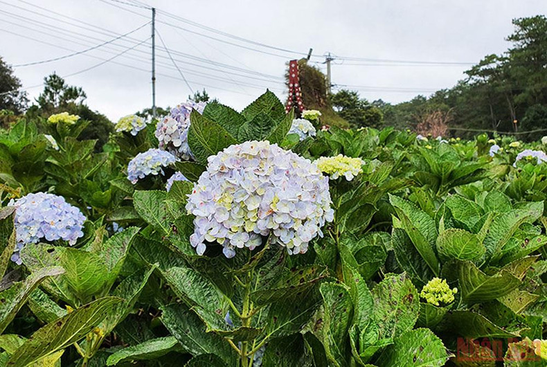 Brilliance of cherry blossom season in Kon Plong ảnh 9