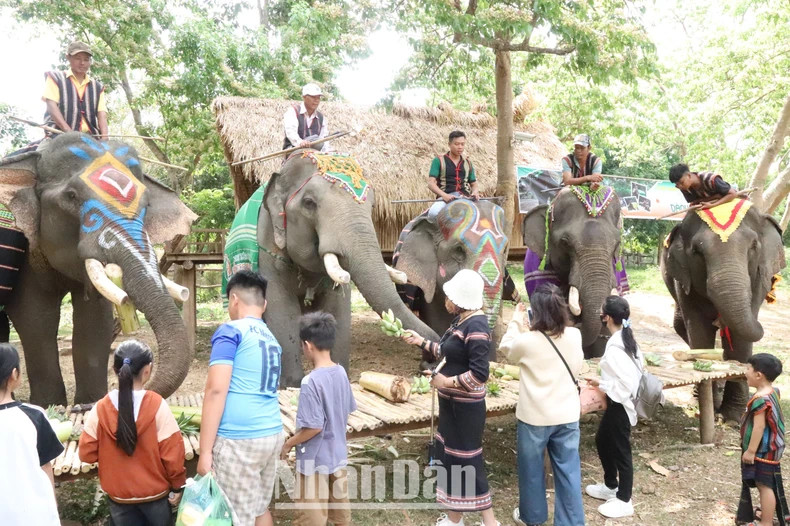 Elephant-friendly tourism is the right direction, contributing to preserving domesticated elephant herds in Dak Lak and matching the trend of humane tourism.