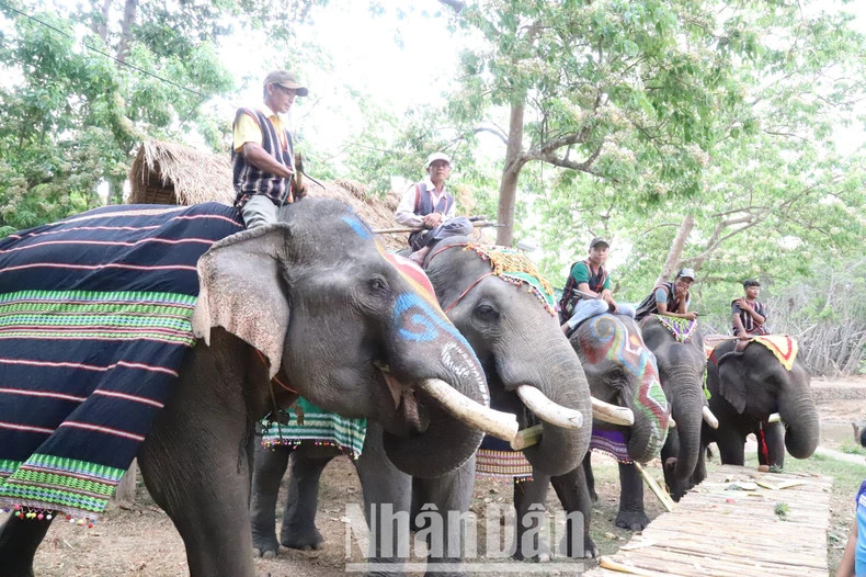 The elephant herd at the Buon Don Bridge Tourism Centre has been better cared for since the shift to the elephant-friendly tourism model.