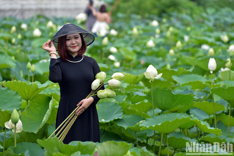 According to photographers, the best time to take photos with lotus flowers is early morning, because the weather is cool and the flowers are in full bloom, with a pleasant scent.