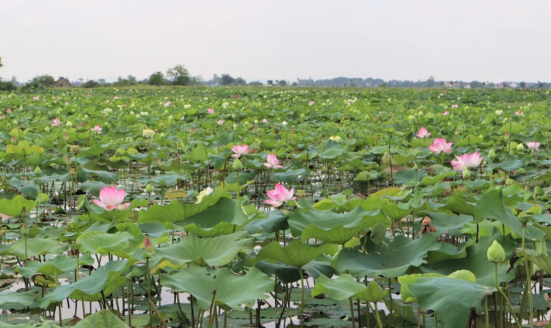 The fragrant flowers are blossoming in many ponds stretching from Uncle Ho’s paternal hometown of Lang Sen (Lotus Village) to his maternal hometown of Hoang Tru Village.