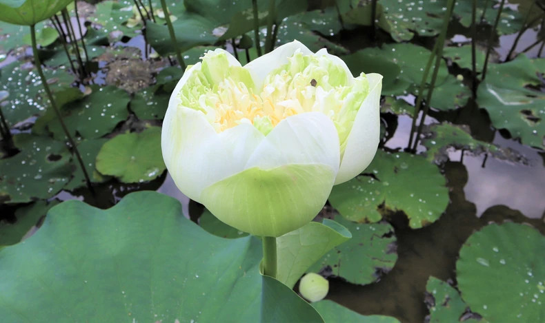 In addition to the traditional lotus varieties that have long been present in Kim Lien, the local people also grow Dong Thap Muoi lotus, Hue lotus, thousand-petal lotus, Beijing red lotus, and others.