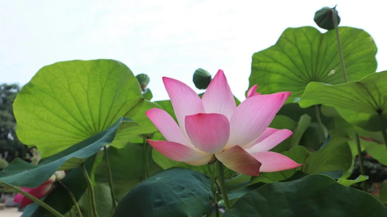 The lotus symbolises both simple and noble features like Uncle Ho’s personality.