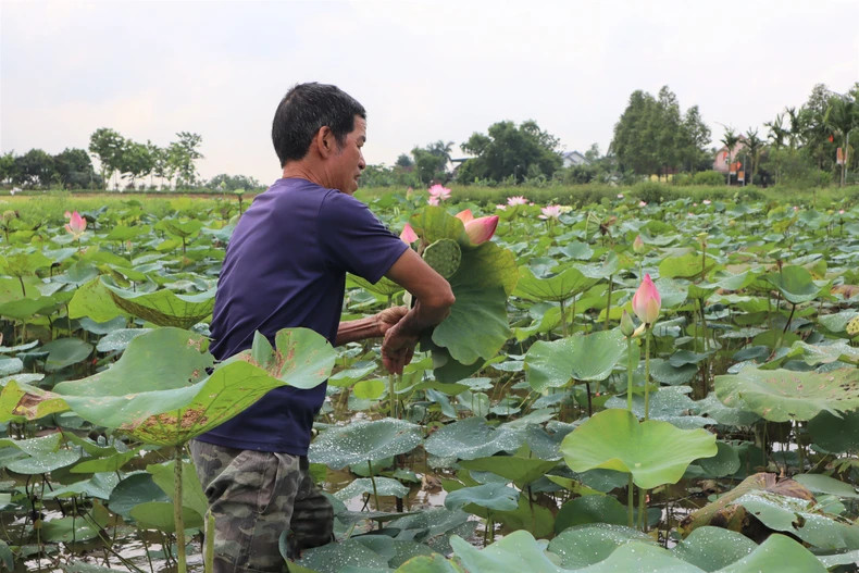 Local authorities also encourage people to convert ineffective rice growing areas and aquaculture ponds to lotus growing. Many products made from lotus plants have been certified by the People’s Committee of Nghe An Province as OCOP products, such as lotus tea and dried lotus seeds.