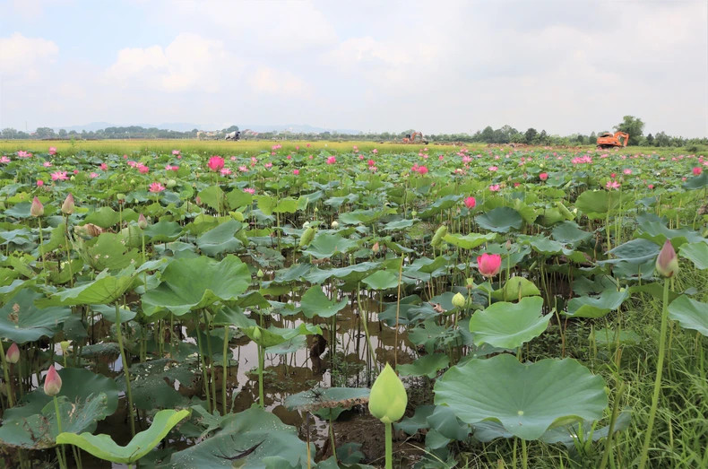 In recent years, the lotus growing area in Kim Lien Commune has expanded significantly. The lotus not only beautifies the village landscape but is also a source of stable income for the local people.