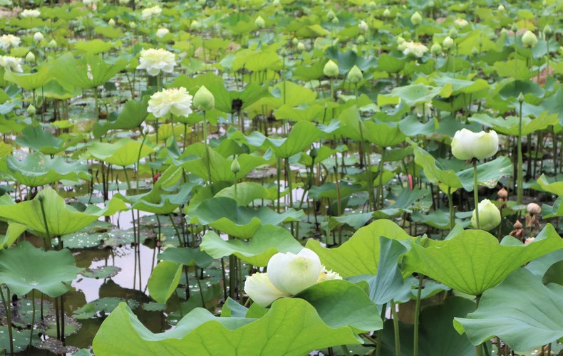 The people here are growing about 20 varieties of lotus, serving many different purposes, such as for collecting flowers, leaves, seeds, and stems.