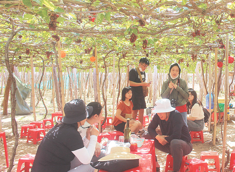 Domestic and foreign visitors to the village can learn many interesting stories about the vines and people here. Domestic and foreign visitors to the village can learn many interesting stories about the vines and people here.