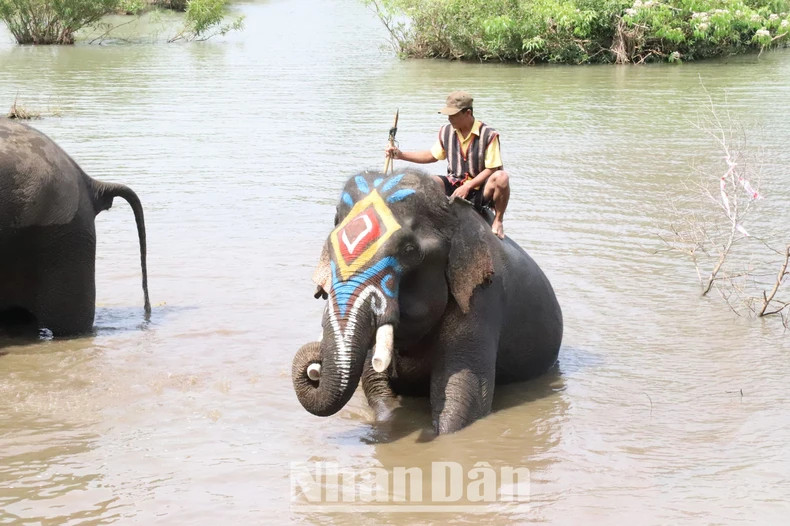 Elephant bathing is always favoured by tourists.
