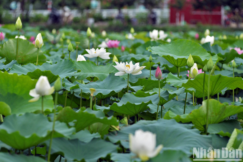 According to Buddhist scriptures, the lotus flower is soft, pure and fragrant, therefore, the lotus pod is a solemn and pure place for Buddha to meditate.