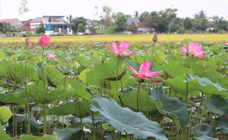 The countryside area of Nghe An is peaceful and quiet, adorned with surrounding lotus ponds.