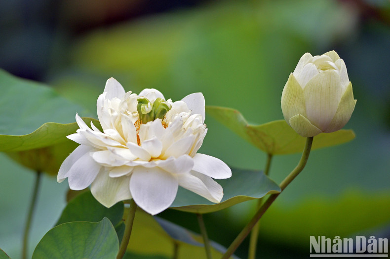 Some countries choose lotus as their national flower, such as India, Sri Lanka and Egypt.