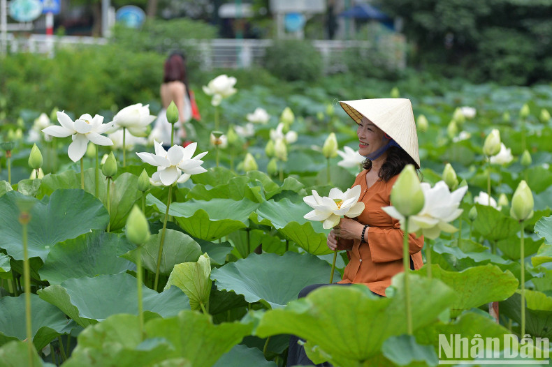 In Vietnam, the lotus has not officially been chosen as the national flower. However, in the hearts of many people, the lotus is always a symbol of pure and elegant beauty.