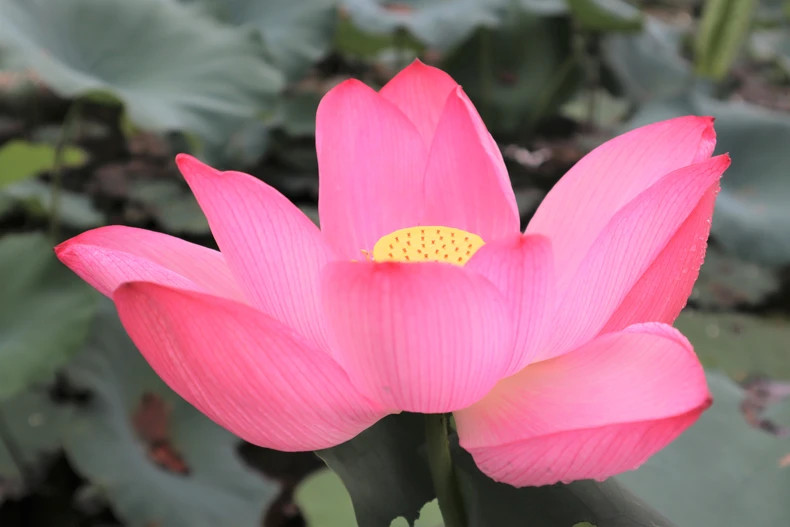 The lotus flower represents elegance, purity, and the resilience of Vietnamese people. It also symbolises Eastern culture and Buddhism.