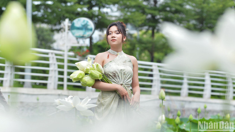 The white lotus flowers have begun to bloom, attracting great attention from people.