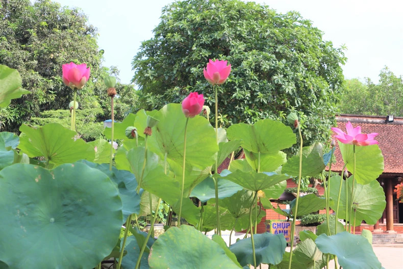 Lotuses planted at the President Ho Chi Minh Memorial Site in Kim Lien are also blooming.