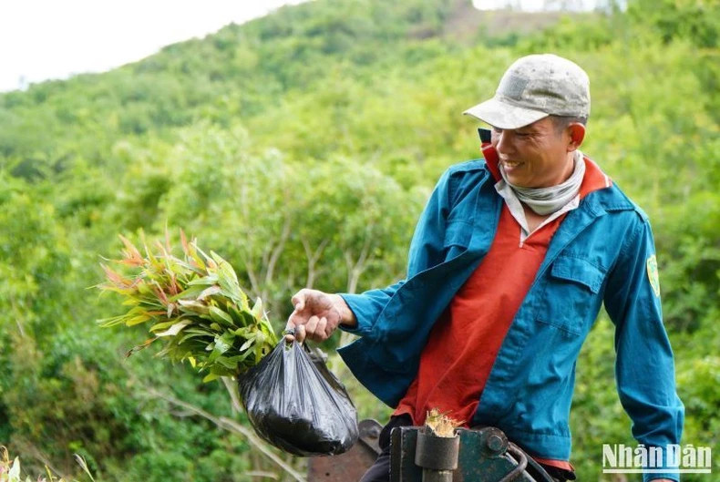 The main saplings used for forest planting in Phu Yen in 2024 include hybrid acacia and eucalyptus.