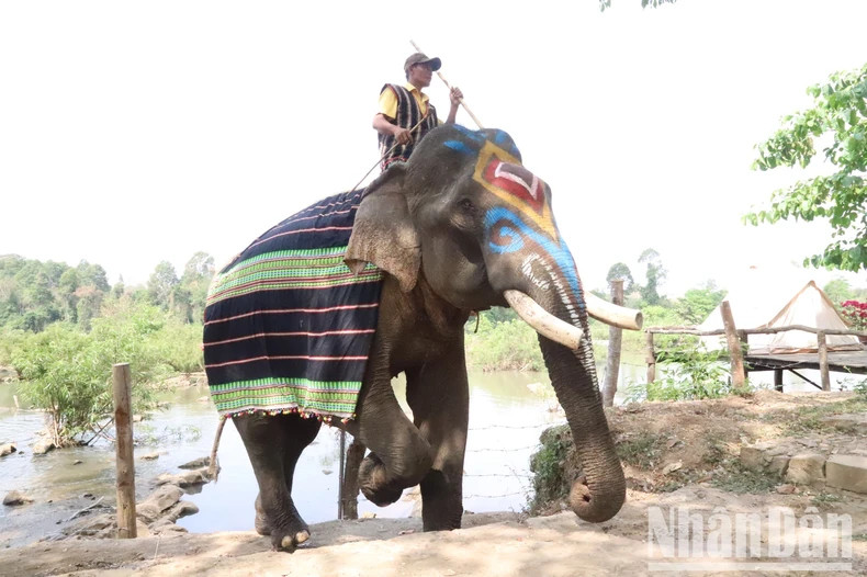 An elephant handler drives the elephants to the feeding and the photo shoot area.