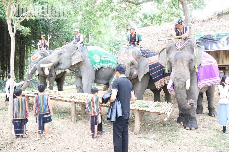There are currently five elephants serving elephant-friendly tourism activities at the Buon Don Bridge Tourism Centre.