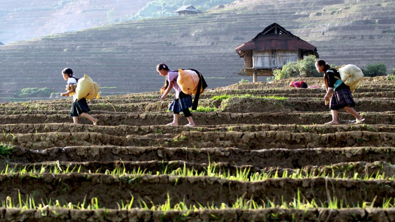 The life of Lai Chau people is closely associated with terraced fields.