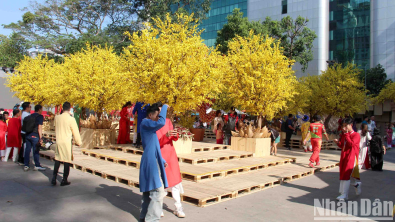 On January 24, hundreds of yellow apricot branches over 2 meters high were decorated inside the campus and along Pham Ngoc Thach Street (District 1, Ho Chi Minh City). This is a characteristic feature of the Vietnamese Tet Festival 2024 at the Youth Cultural House, maintained for nearly 17 years.