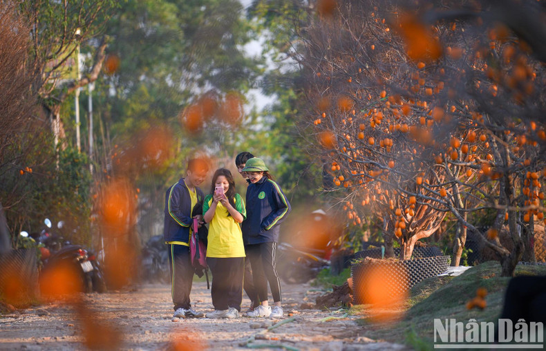 Young people take a photo on a road with fruit-laden persimmon trees on both sides.