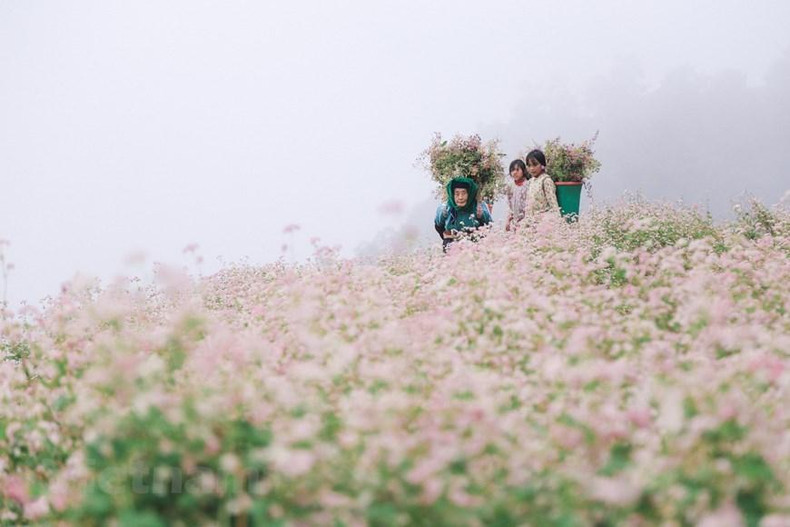Magnificent Ha Giang in buckwheat flower season (Photo: VNA)