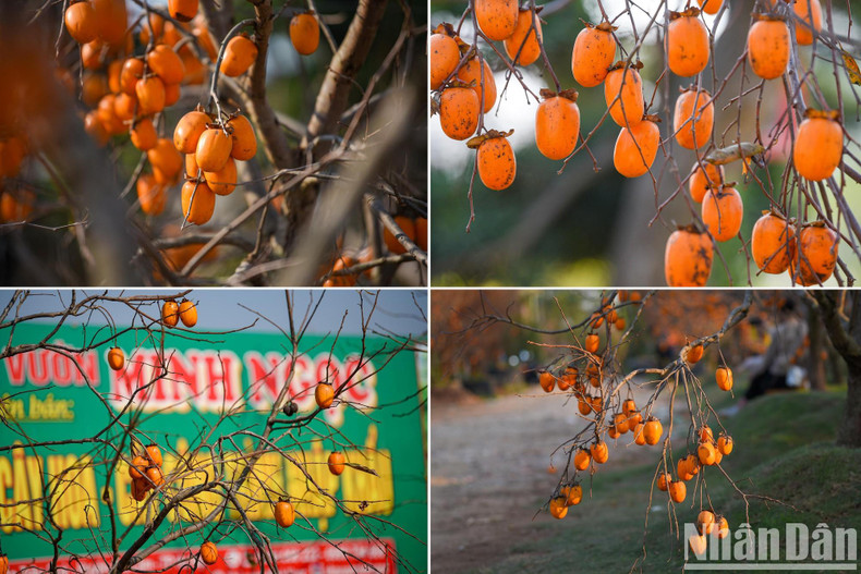 The fruits of the Moc Chau – grown persimmon trees become ripe from September to December, and they fully ripen from mid-November when the weather gets colder.