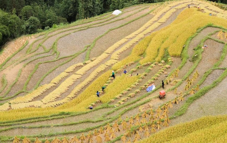 People harvest the early ripened rice fields. (Photo: VNA)