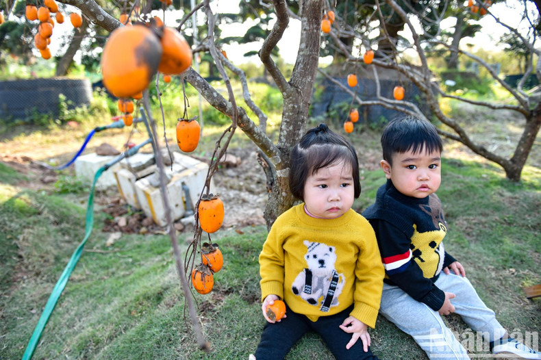 A cute moment of two children under a fruit-laden persimmon tree.